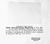 Synchytrium bupleuri image